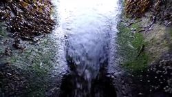 Specially Trained Dogs Sniff out Fecal Pollution News Clip