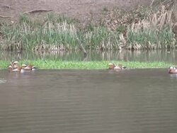 HD wild ducks Stock Footage