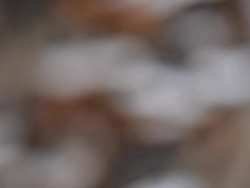 Mushrooms Stock Footage