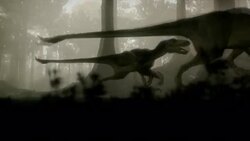 Two Deinonychus dinosaurs stalk a Sauroposeidon through a jungle. Stock Footage