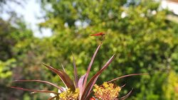 Red Dragonfly Stock Footage