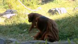 Orangutan Copy Cats Instructional Video