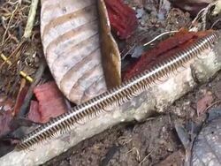 HD video giant millipede walks through rainforest Nosy Mangabe Madagascar Stock Footage