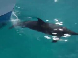 Single Atlantic Spotted Dolphin bowriding  Stock Footage