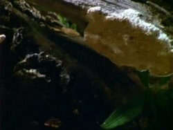 Ladybird (Coccinellidae), on fungus, pan right to larvae on fungi, close up Stock Footage