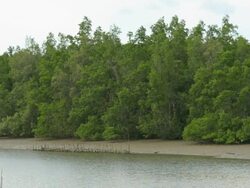 panning : Mangrove forest in low tide and river delta Stock Footage