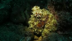 Giant Octopus Stock Footage