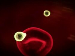 Close Up pan-left pan-right push-in - Parasites and cells travel through a human body in a computer-generated animation. Stock Footage