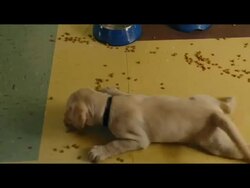 EVENT CAPSULE CLEAN: Marley And Me UK Premiere 03/02/2009 Stock Footage