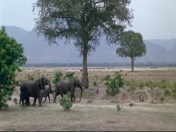 African Elephants (Loxodonta africana) - MS herd of elephants walking, running as group to scare off pack of wild dogs, Mana Pools, Zimbabwe Stock Footage