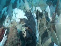 MS POV Plastic bags in sea like algae / Mediteranean sea Stock Footage