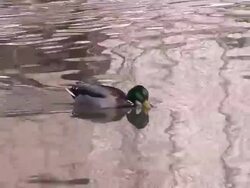 HD : Duck swiming Stock Footage