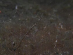Cephalopod, small on stick, close up. Indonesia  Stock Footage