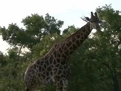 Giraffe Stock Footage