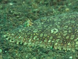 Flounder, camouflaged on sea bed bottom, push close up. Indonesia  Stock Footage