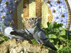 MS Shot of pigeon in Guell park / Barcelona, Catalonia, Spain Stock Footage