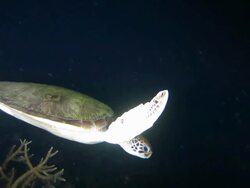 Young green sea turtle swimming in the dark sea Stock Footage