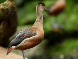 Whistling Duck Stock Footage