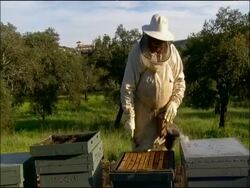 Beekeeper puffs smoke at hive, Andalucia, Spain Stock Footage
