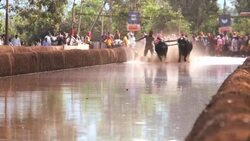 Kambala buffalo racing Karnataka, India Stock Footage