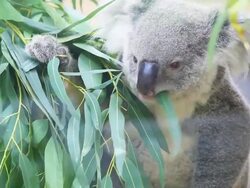 HD:Koala eating some eucalyptus leaf. Stock Footage