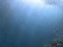 Masses of fish shoaling, Southern Visayas, Philippines Stock Footage