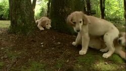 Golden retriever puppies play in a wooded park. Stock Footage