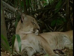 MCU Puma sleeping in forest, South America Stock Footage