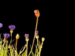 Poppy and cactus blooming Stock Footage