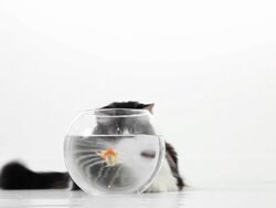 Cat Looking at Goldfish Stock Footage