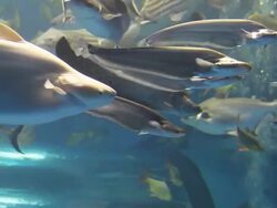 Freshwater Fish Stock Footage