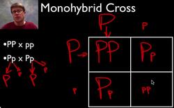 A Beginner's Guide to Punnett Squares Instructional Video