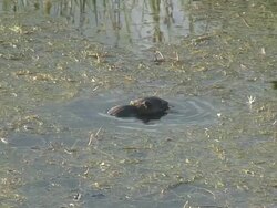 River rat 25  1080/60i Stock Footage