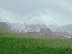 Water sprays from irrigation pipe in alfalfa field Stock Footage