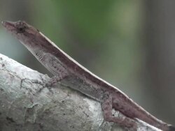 Lizard on Tree Stock Footage