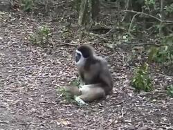 PAL: Playful monkey Stock Footage