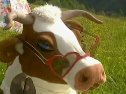 Close up of cow's head Stock Footage