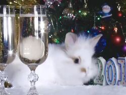 rabbit and symbols of the new year Stock Footage
