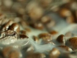 fried coffee beans - close up Stock Footage
