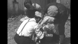 Three of 20 children of Marquis family, largest farm family in Quebec, shearing sheep on farm during World War II News Clip