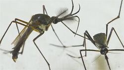 Male Female Elephant Mosquito (Toxorhynchites rutilus) Stock Footage