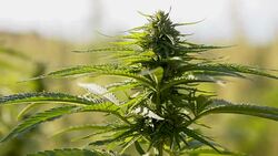 SLO MO Smoke blowing at the hemp plant Stock Footage