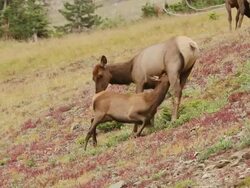 MS Shot of cow elk nursing calf on tundra at dusk / Grand Lake, Colorado, United States Stock Footage