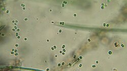 Microorganisms - algae cells Stock Footage