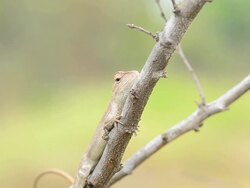 Chameleon Stock Footage