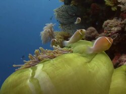 Clownfish Stock Footage