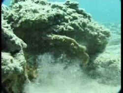 CU underwater view of Stonefish moving on seabed, Israel Stock Footage
