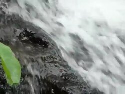 CU PAN Detail of stream and Taro leaf / Moloaa Beach Kauai, Hawaii, United States Stock Footage