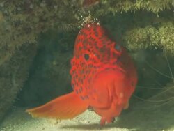 CU Shot of Single coral rockcod swimming beneath reef ledge with single juvenile cleaner shrimp cleaning rockcod / Pemba, Cabo Delgado, Mozambique Stock Footage