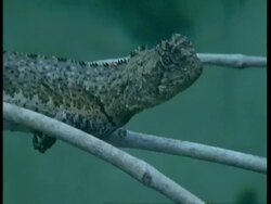 CU Uranoscodon lizard, motionless on branch, South America Stock Footage
